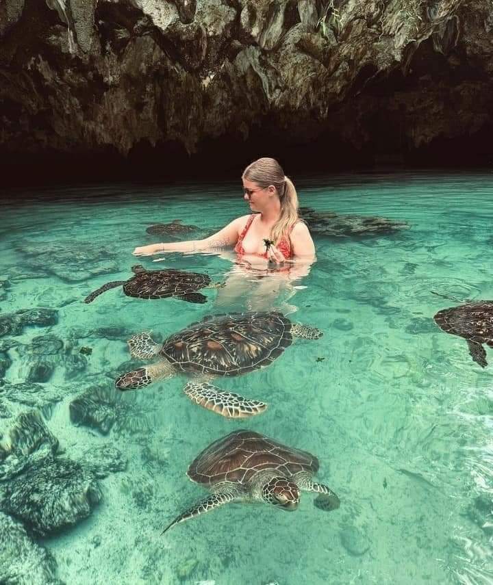 tourist experience the marine life in Zanzibar swim with turtle