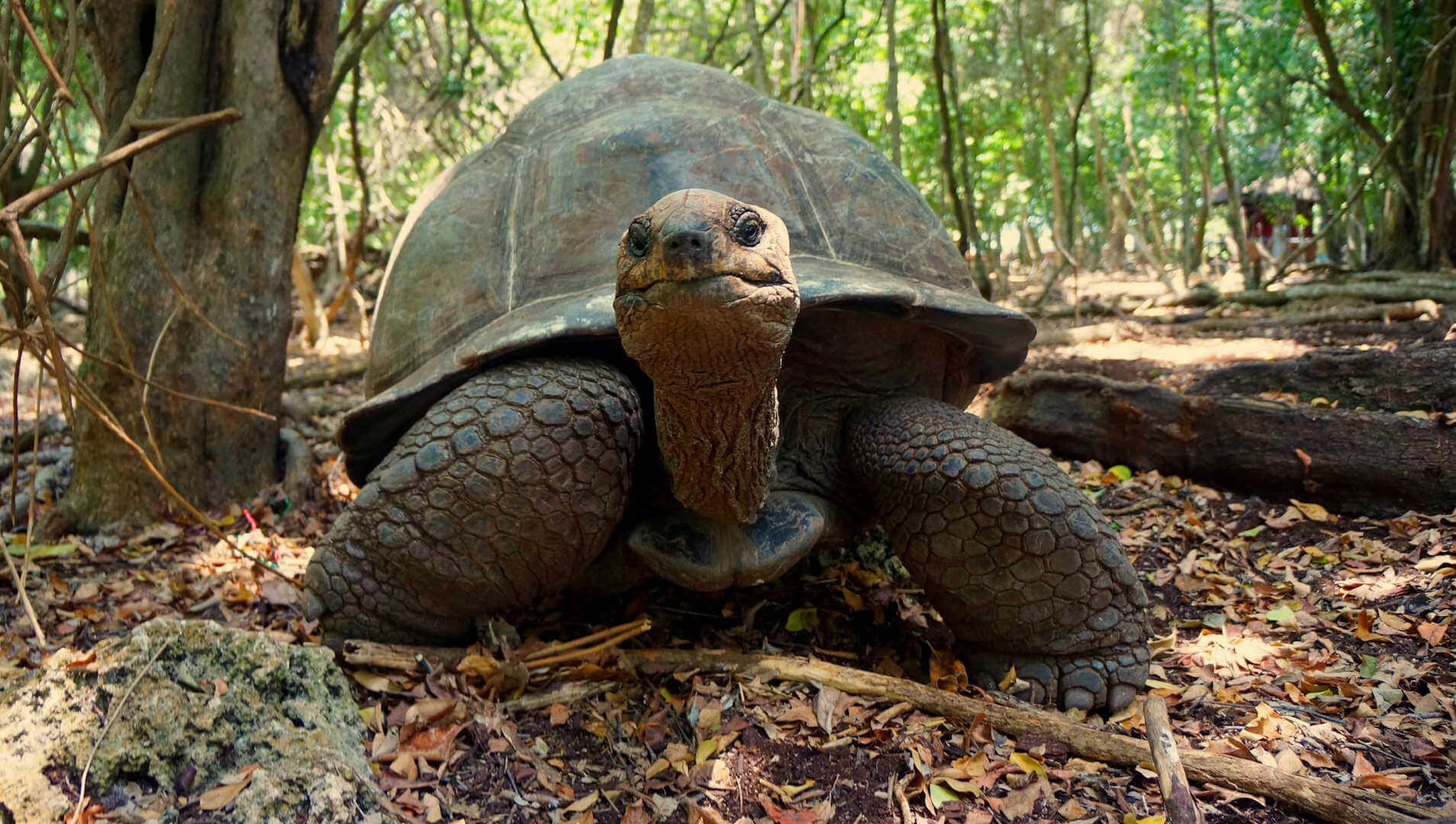 Giant Aldabra tortoise at Prison Island , Zanzibar