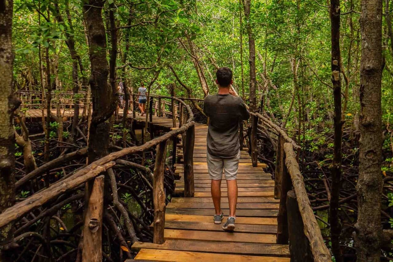 Tourist walking through mangrove boardwalk in Jozani Forest, Zanzibar