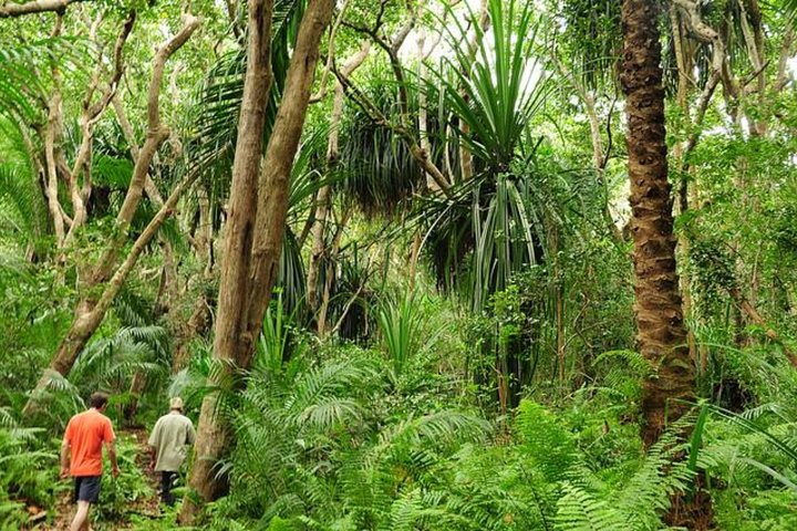 Verdant Jozani Forest flourishing during November rains