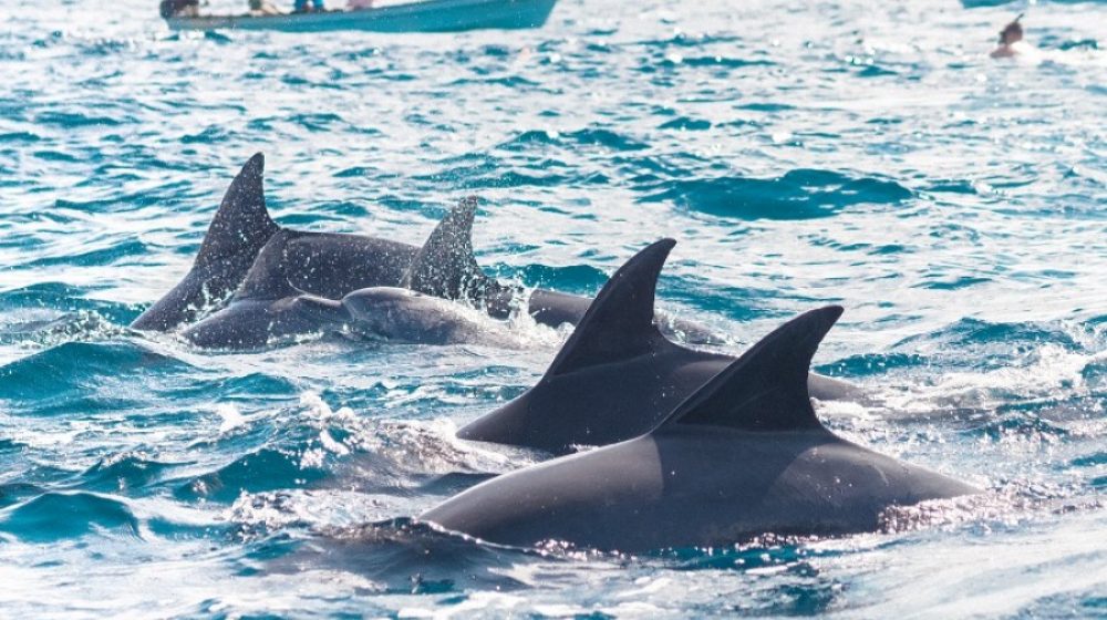 safari blue tour rare dolphin spot (opt)