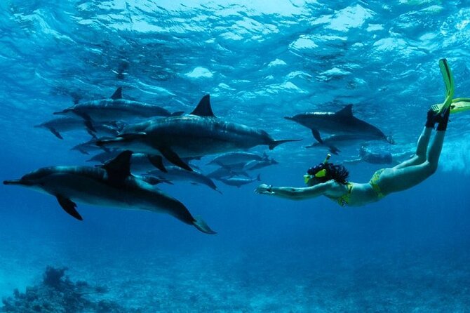 The most memorable experience to swim with dolphins in Zanzibar
