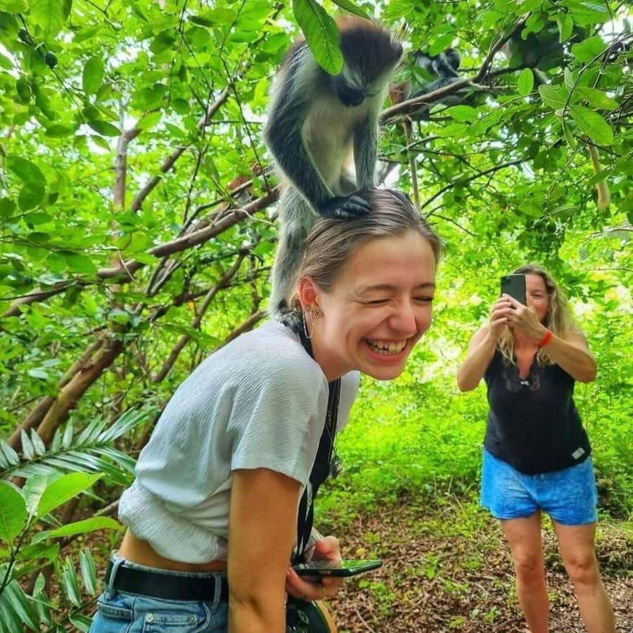 must do tour in Zanzibar at Jozani forest where red colobus monkey home stay