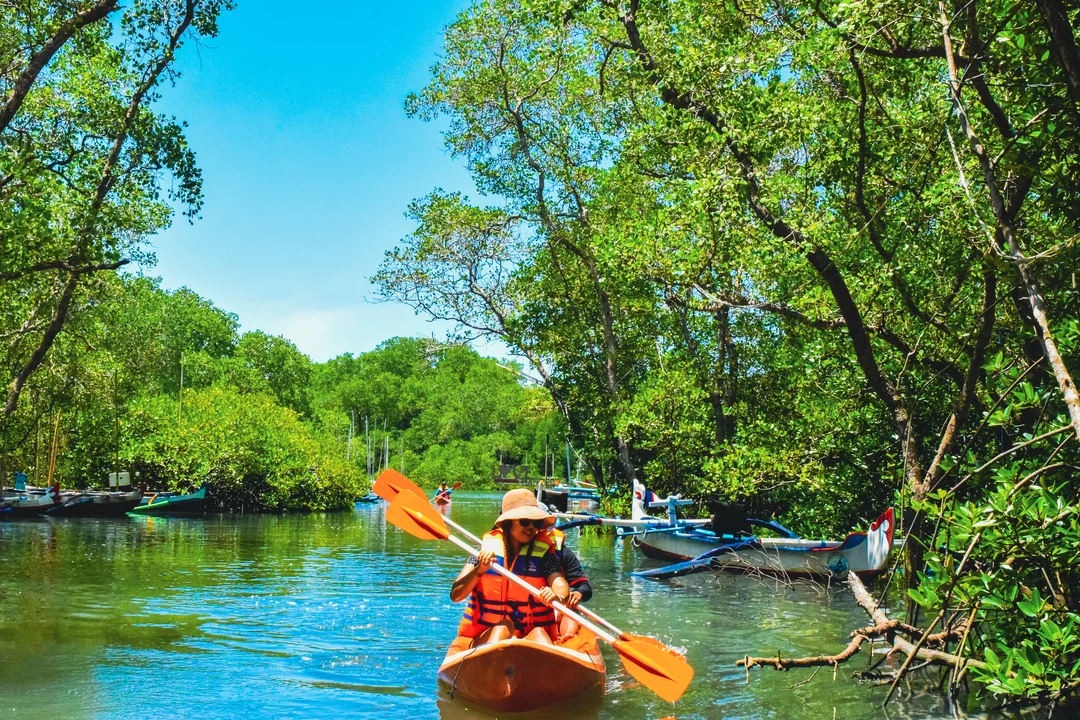 mangrove and birdwatching see rare species   