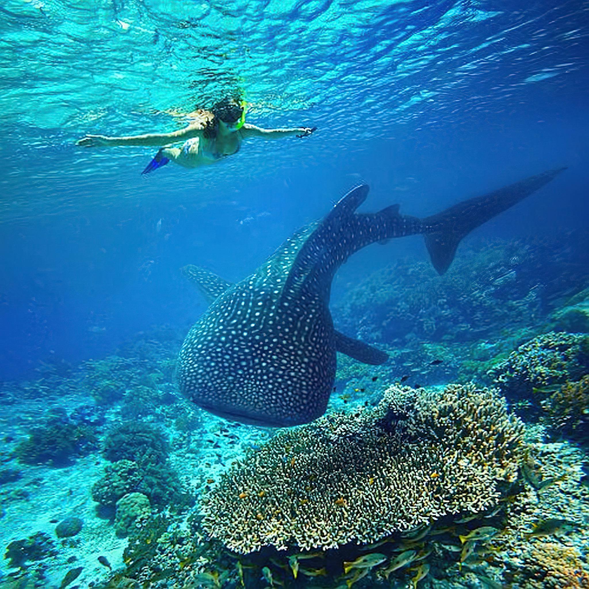 mafia best moment swim along side giant whale sharks in Zanzibar
