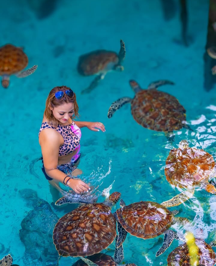 swimming with turtle in Zanzibar perfect for family with kids