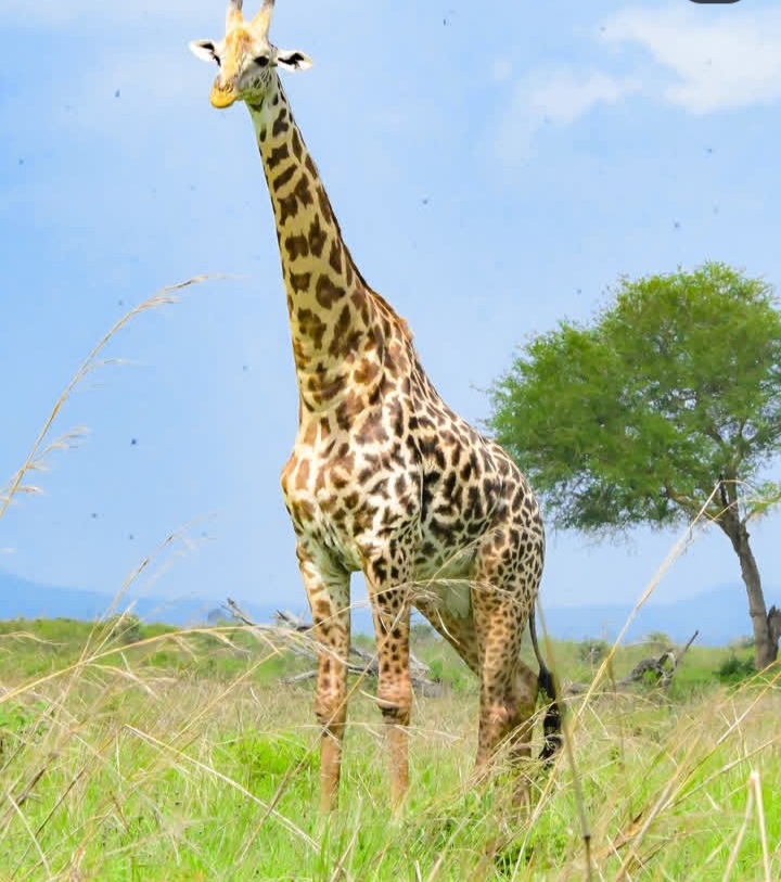 Saadani National park offering the rare chance to enjoy wildlife safaris and beach relaxation in one place.