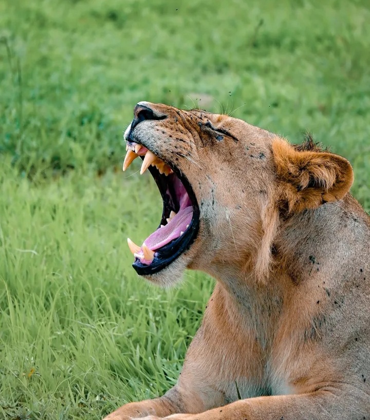 Ruaha National Park is the country’s largest inland park and large number of predator like lions and leopard