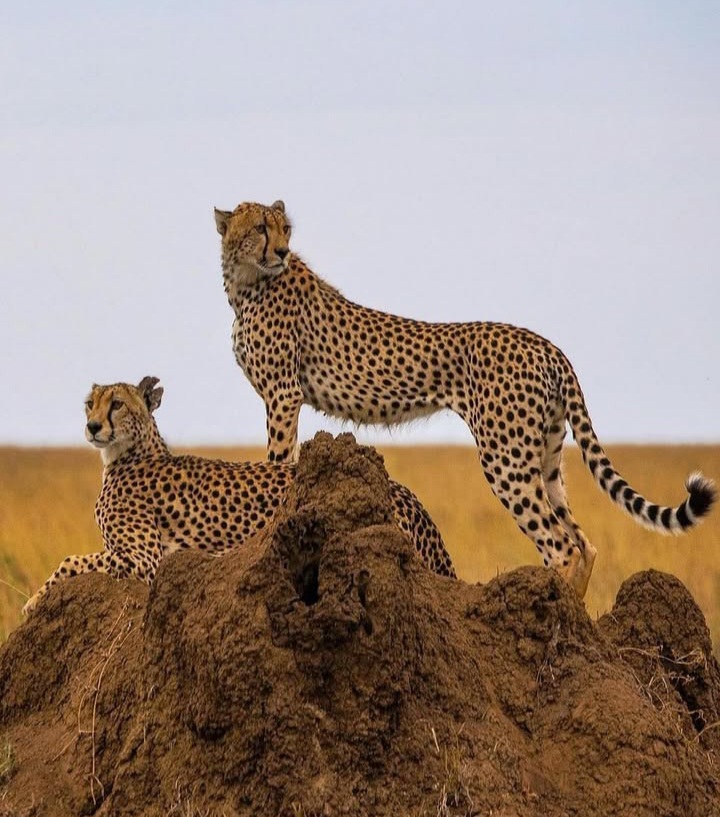 Tanzania wildlife encounters see most predators like tigers at Ruaha national park
