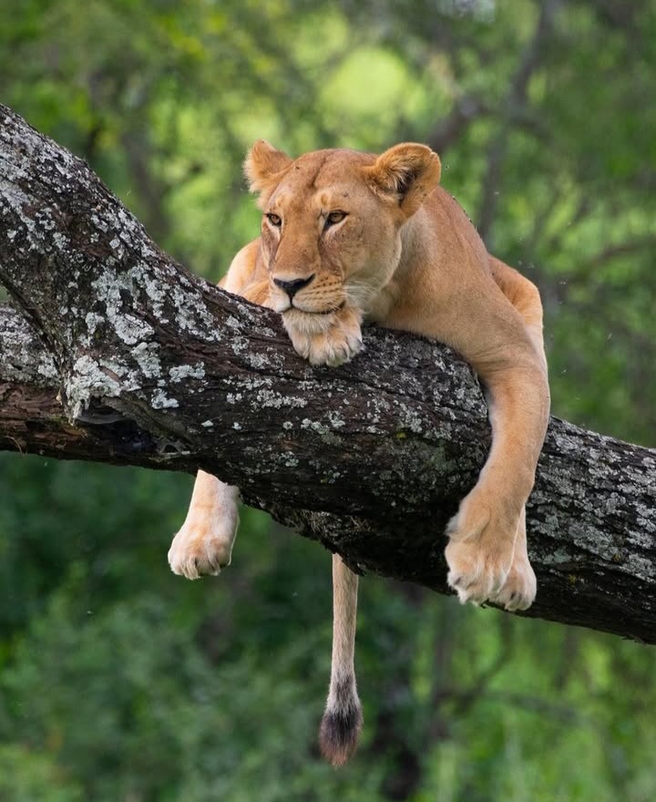 Tanzania wildlife encounters wetness lions climb tree at lake manyara national park