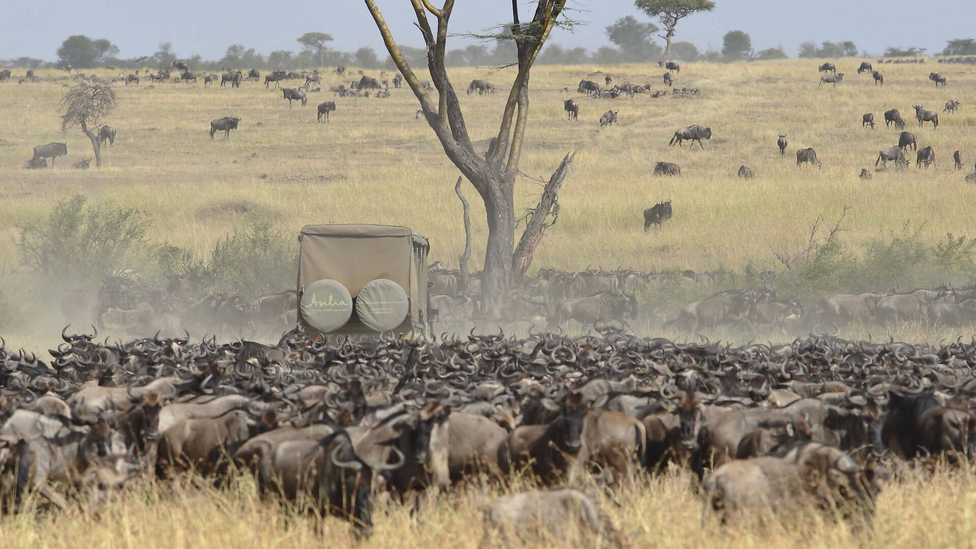 Tanzania wildlife encounters wetness million migration wildebeest