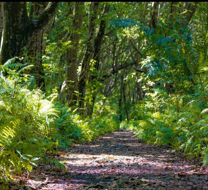 La forêt de Jozani à Zanzibar