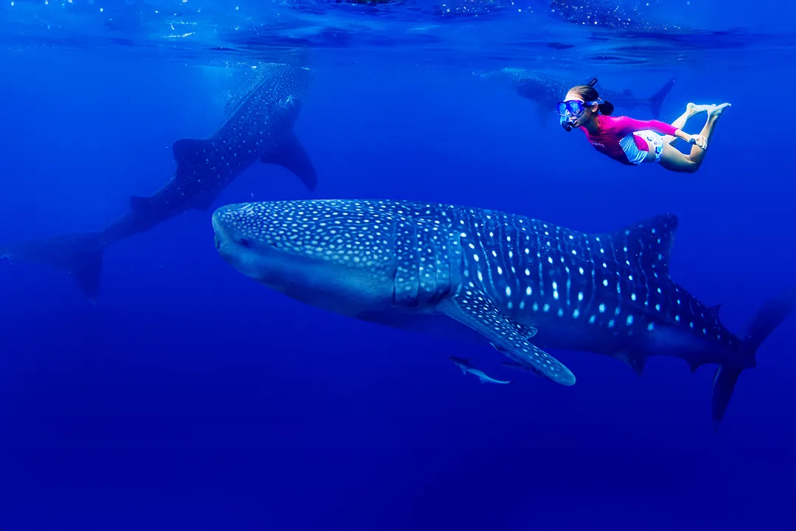 Whale sharks tour in Mafia Island
